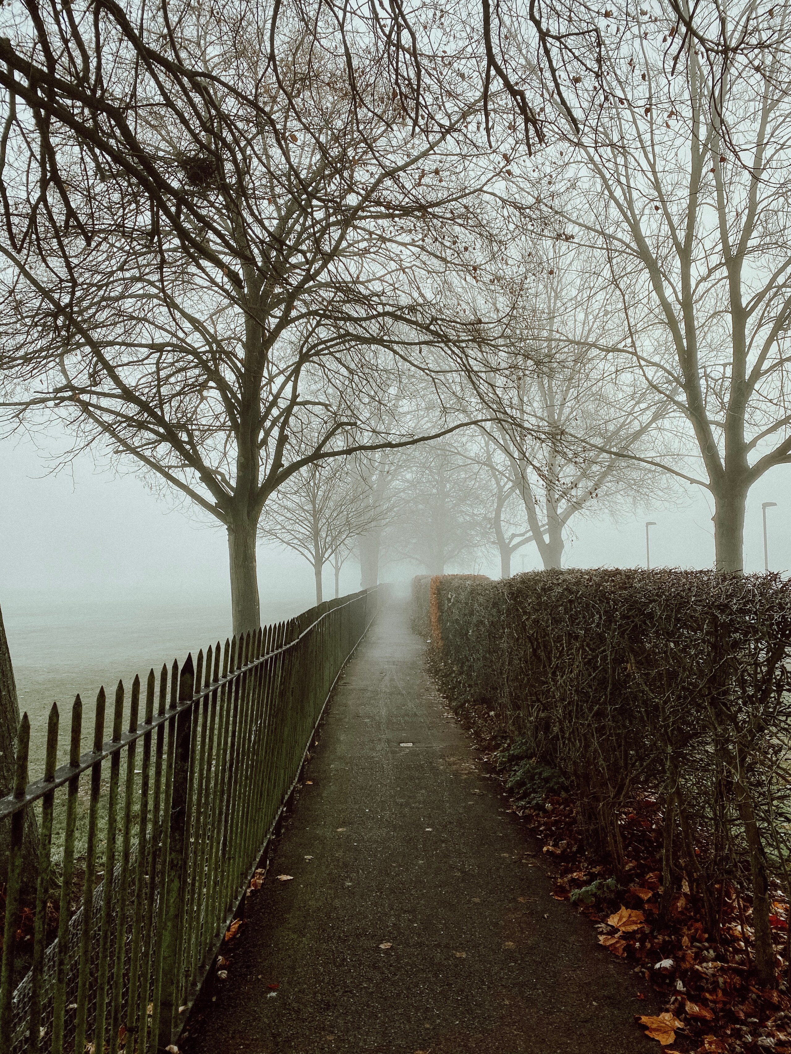 A path between an iron fence and clipped hedge disappearing into fog.